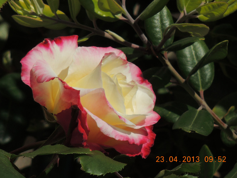 flower 3070_.jpg