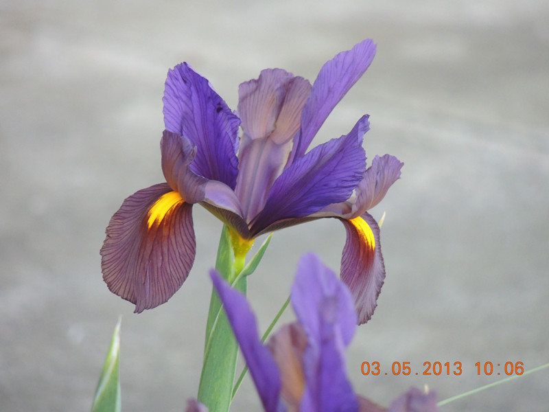 flower 128_.jpg