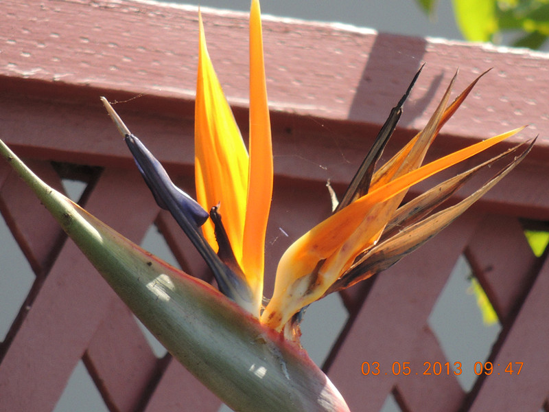 flower 088_.jpg