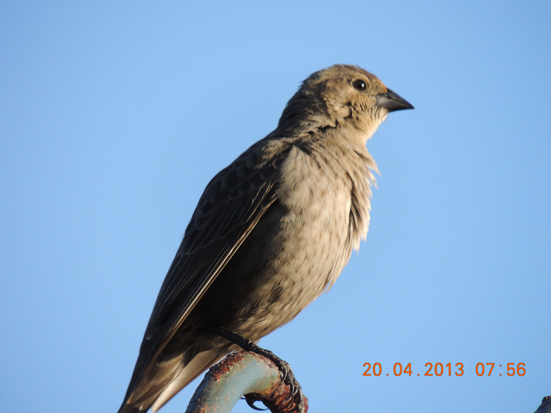 bird 2130_.jpg