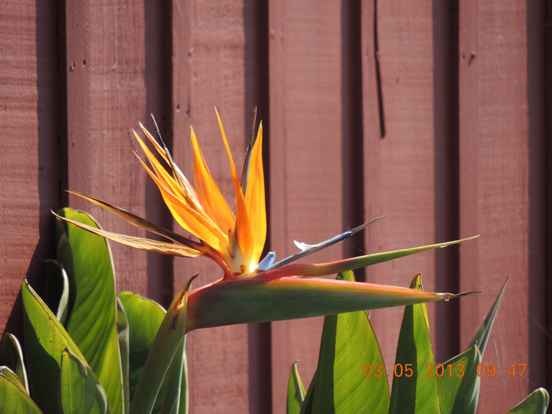 flower 089_.jpg