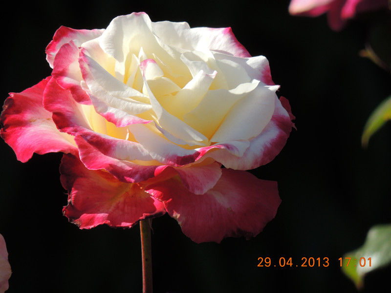 flower 3229_.jpg