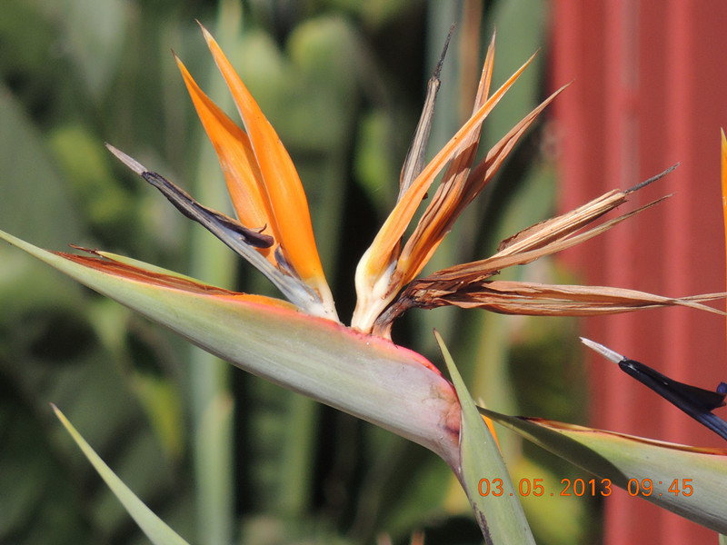 flower 082_.jpg