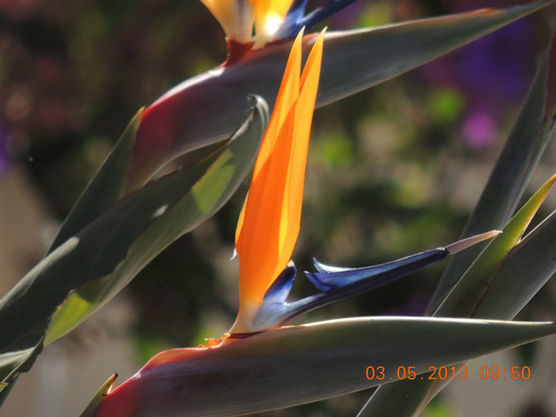 flower 104_.jpg