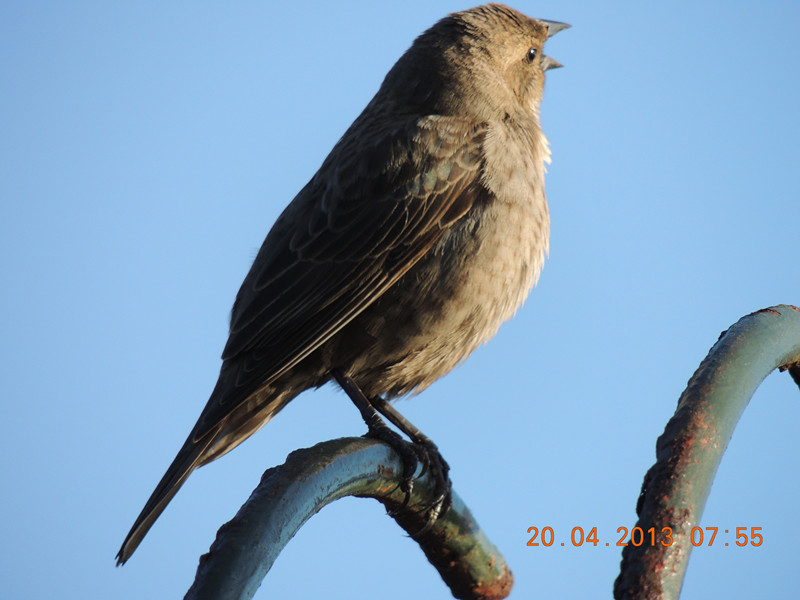 bird 2127_.jpg