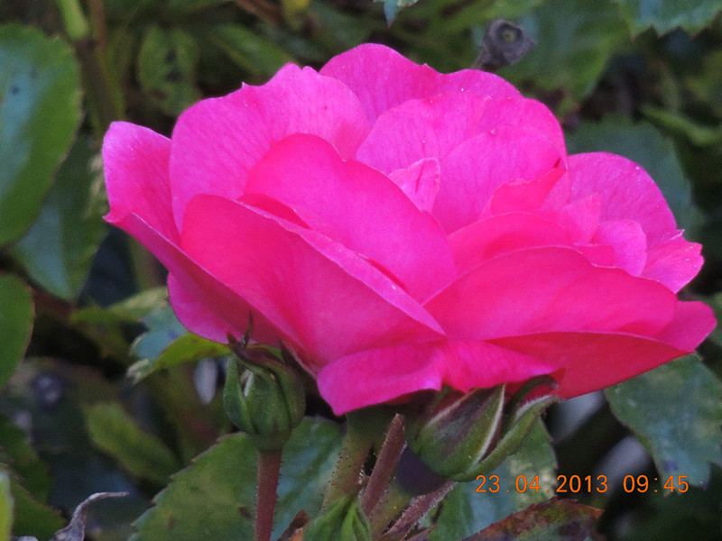 flower 3055_.jpg