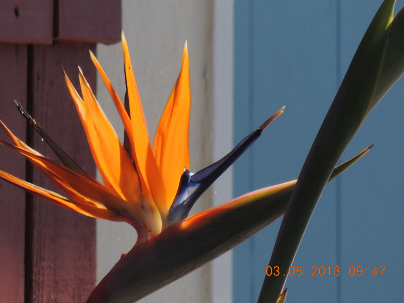 flower 091_.jpg