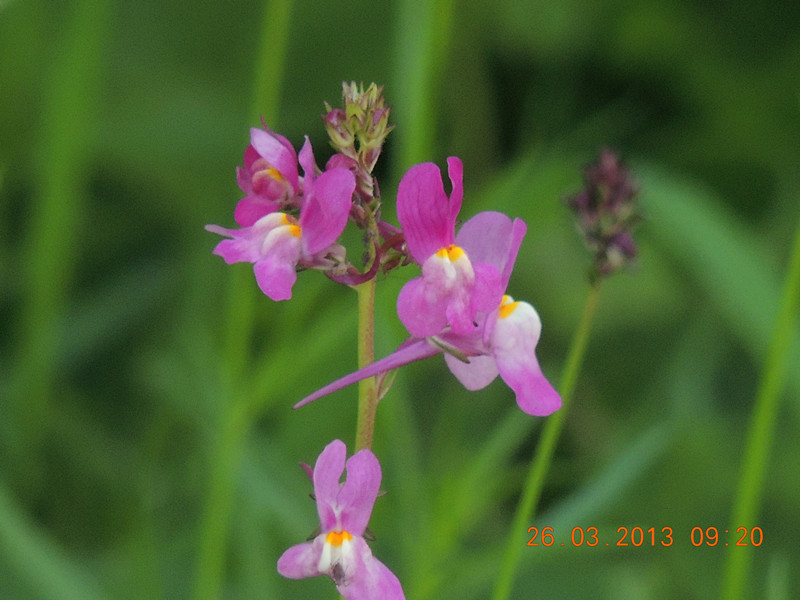 flower 1890_.jpg