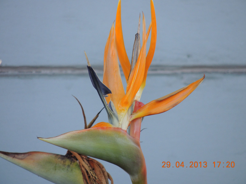 flower 3300_.jpg