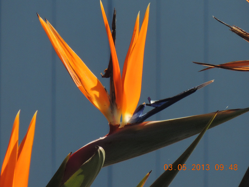 flower 093_.jpg
