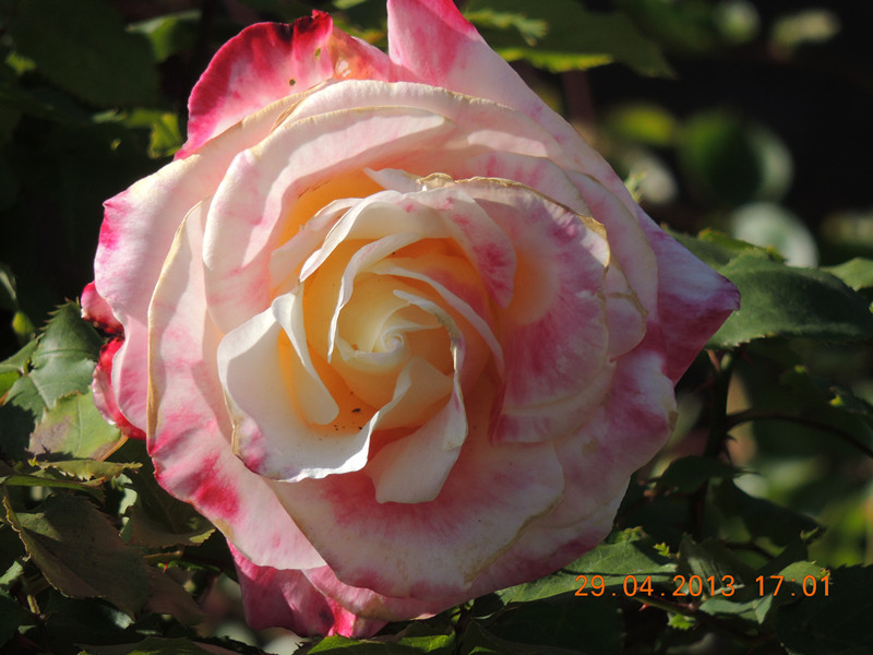 flower 3227_.jpg