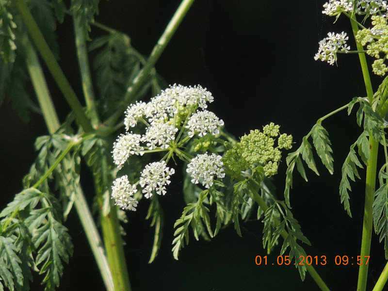 flower 3349_.jpg
