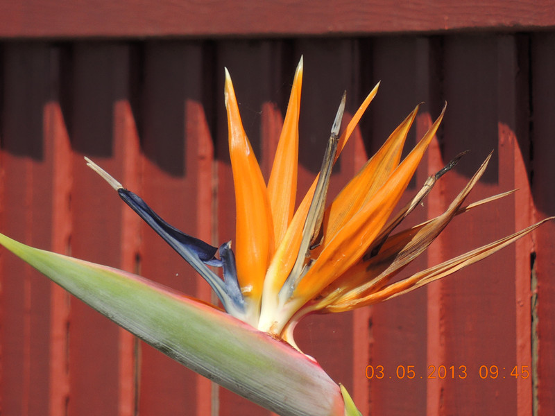flower 081_.jpg