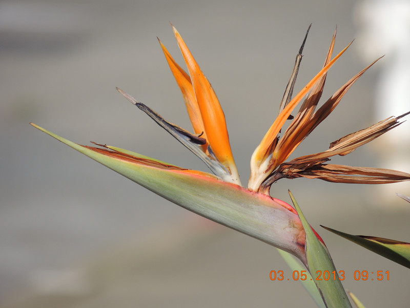 flower 106_.jpg