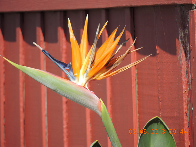flower 078_.jpg