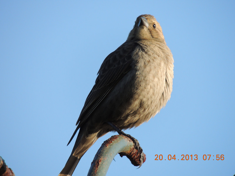 bird 2131_.jpg