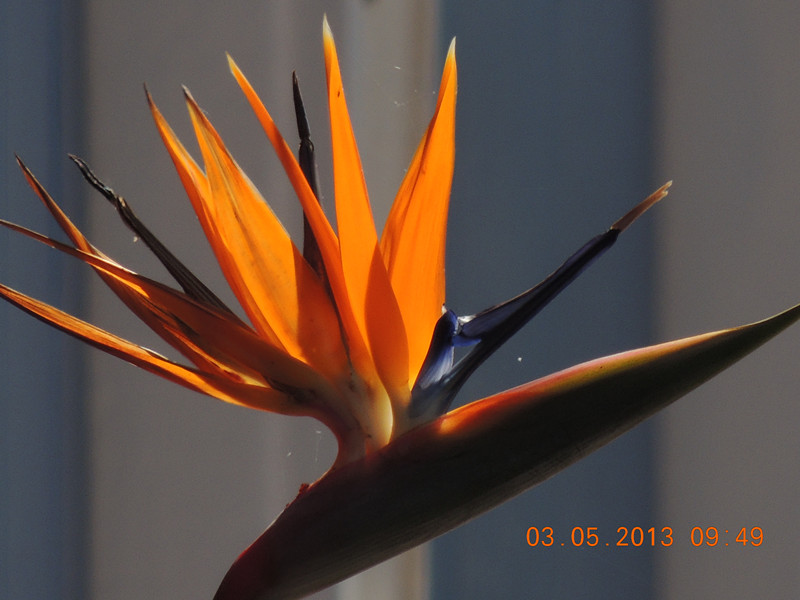 flower 099_.jpg