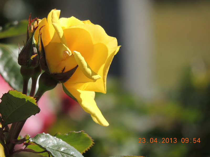 flower 3078_.jpg