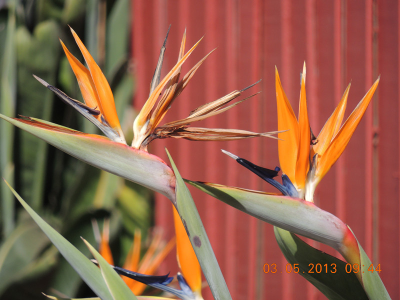 flower 079_.jpg