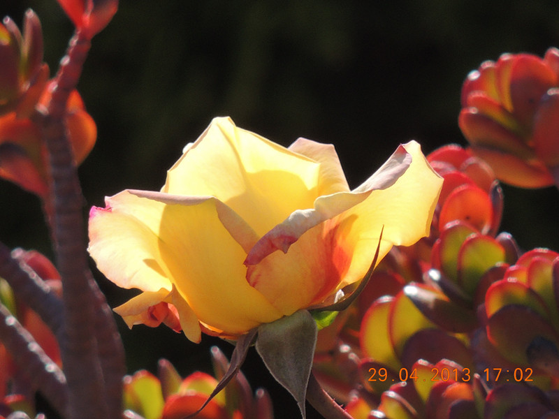flower 3231_.jpg