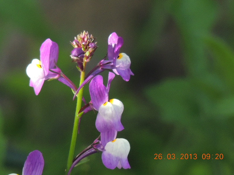 flower 1889_.jpg