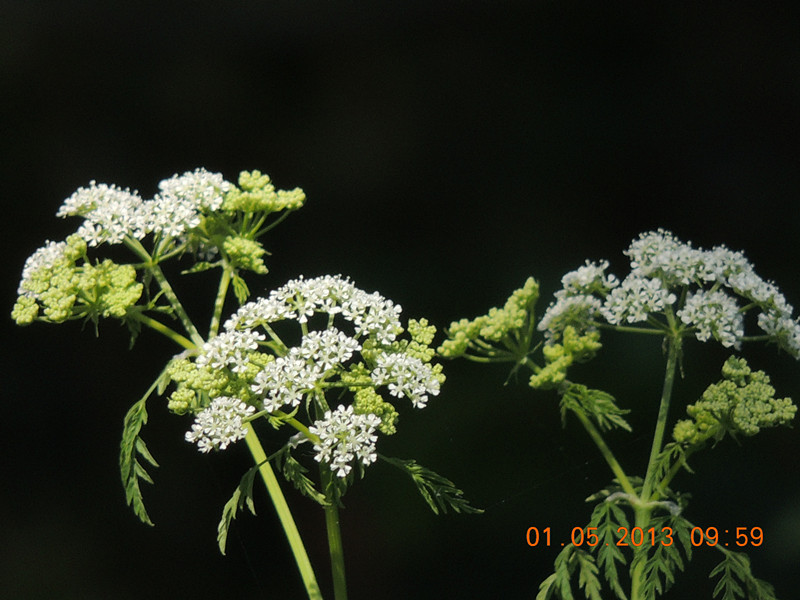 flower 3358_.jpg