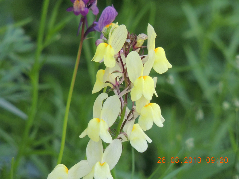 flower 1888_.jpg