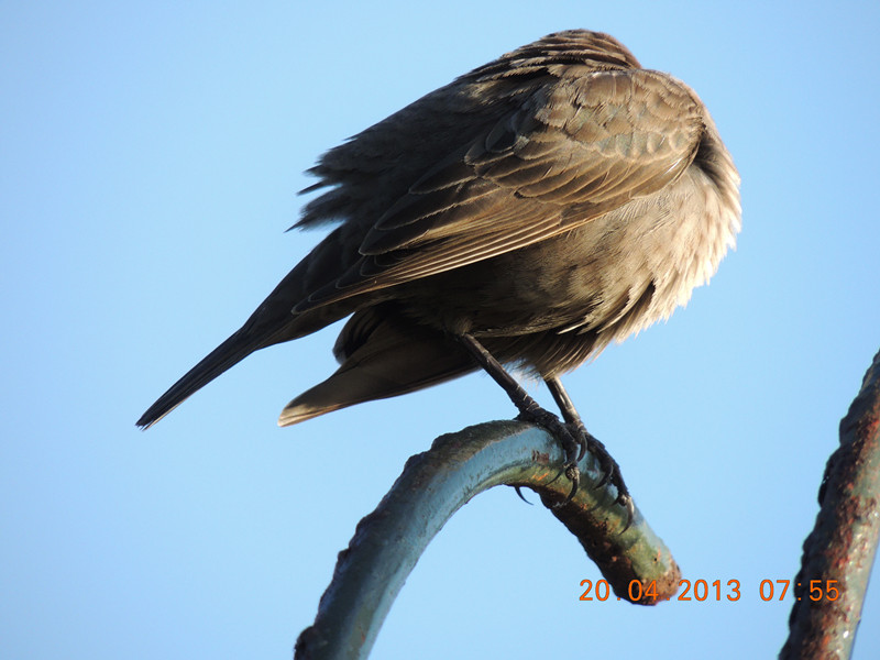 bird 2126_.jpg