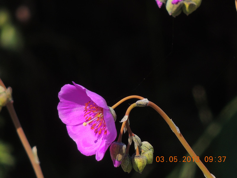 flower 063_.jpg
