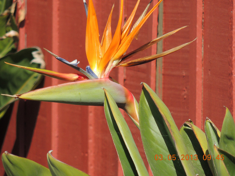 flower 084_.jpg