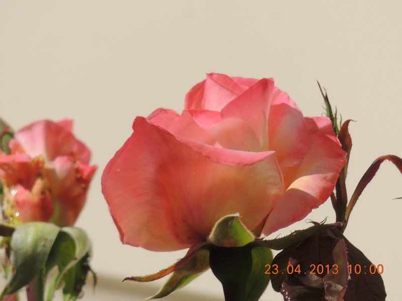 flower 3105_.jpg