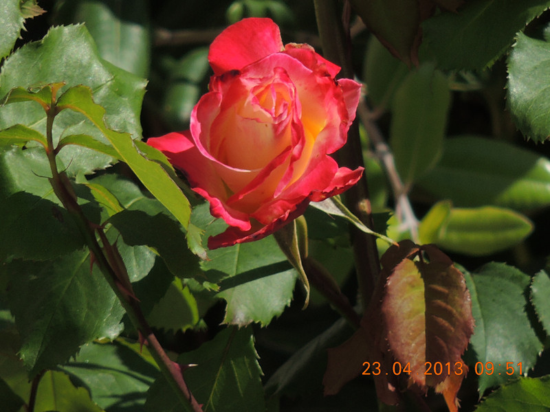 flower 3064_.jpg