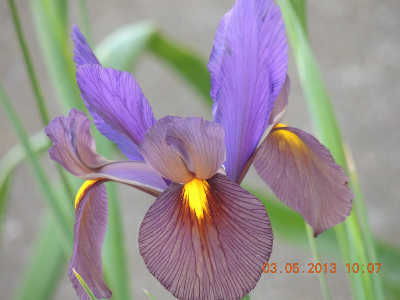flower 140_.jpg