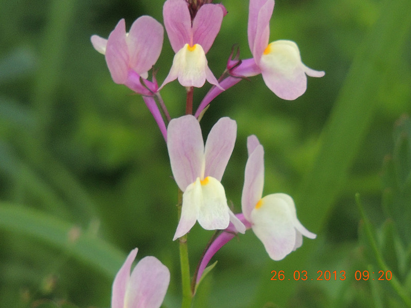 flower 1891_.jpg