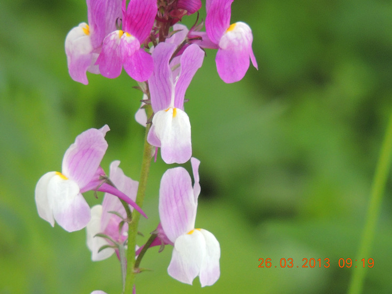 flower 1886_.jpg