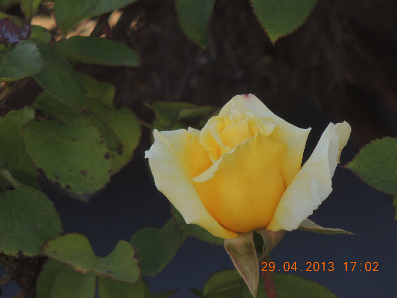 flower 3232_.jpg