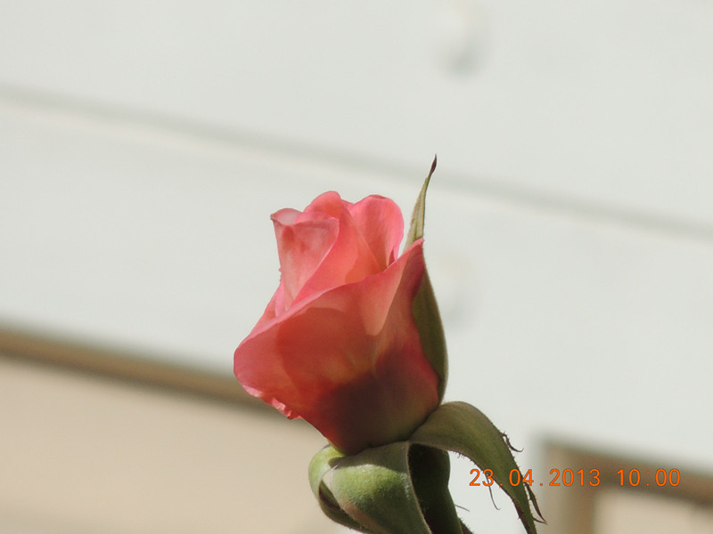 flower 3106_.jpg