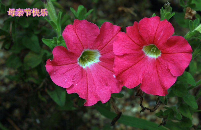 IMG_4217_副本.jpg