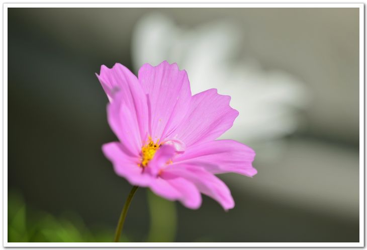 nEO_IMG_DSC_5885.jpg