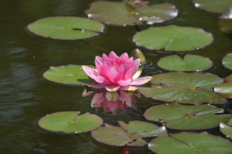DSC_0954_.jpg