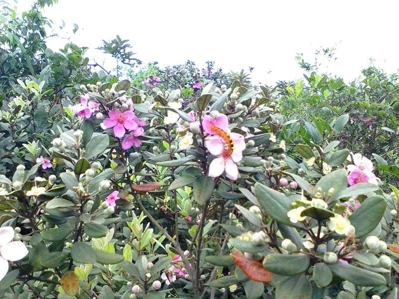 IMG_20130517_104856658_.jpg