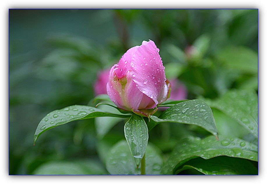 DSC_0817.jpg