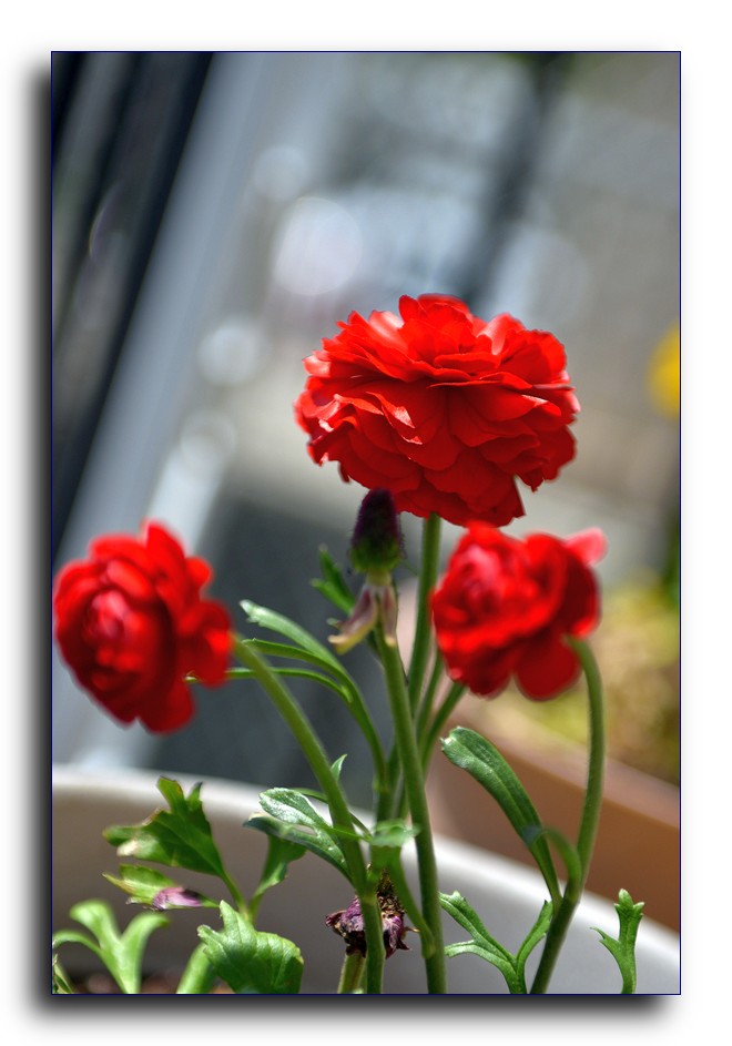 DSC_2061.jpg