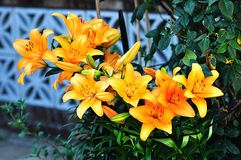 DSC_0447_.jpg