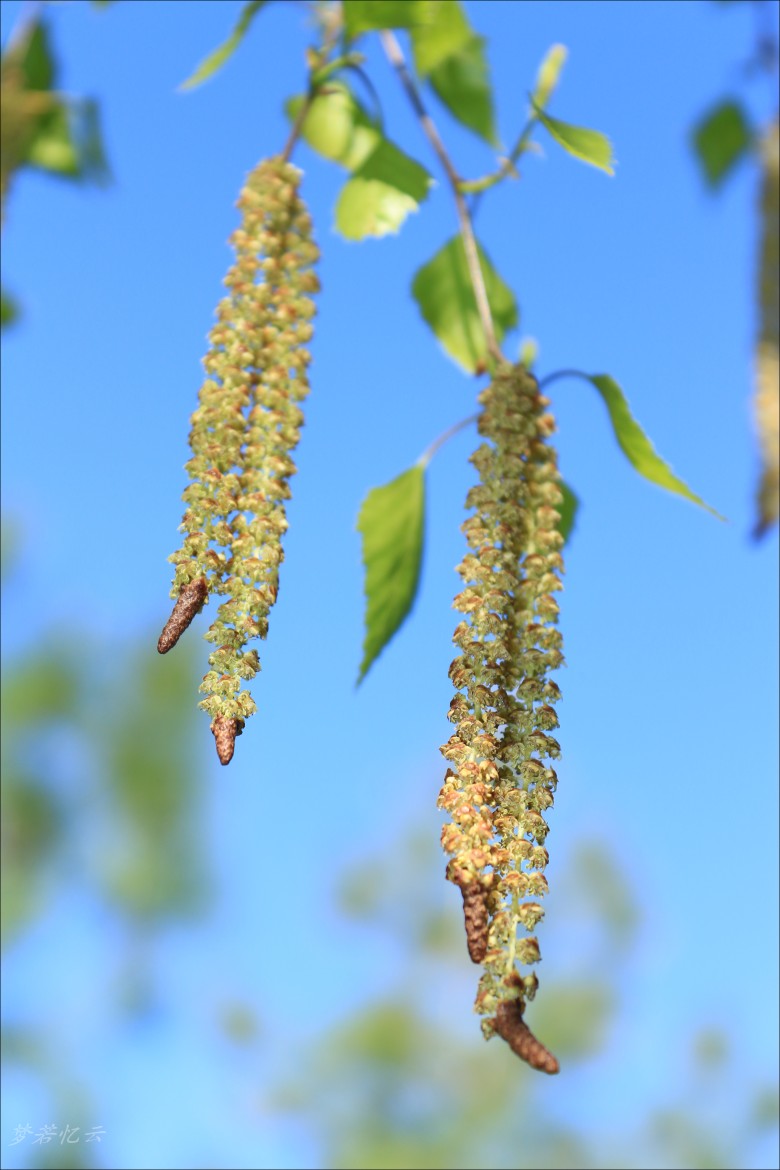 conew_2Ƭ 038.jpg