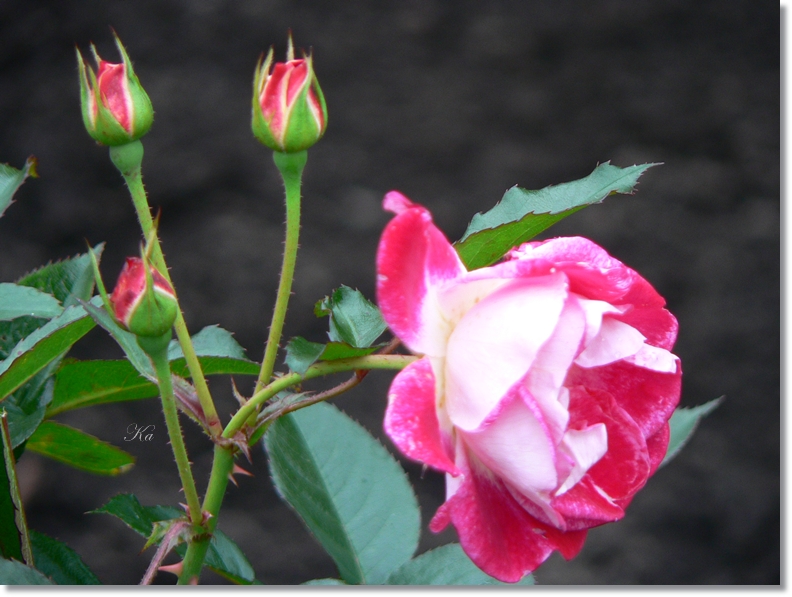 flowers 10-05-13 101.jpg