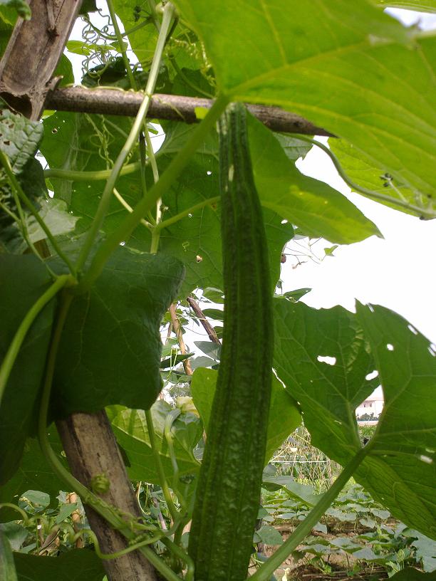 20130507038.jpg
