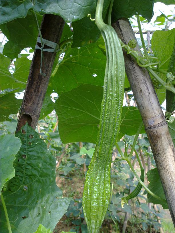 20130507039.jpg