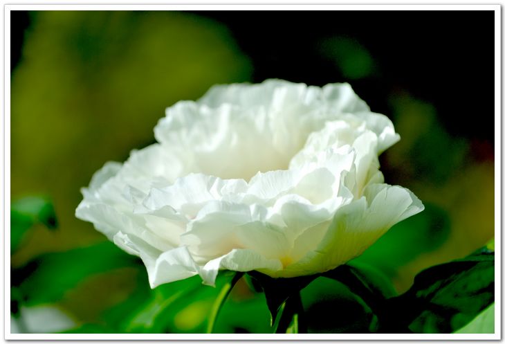 nEO_IMG_DSC_3756.jpg