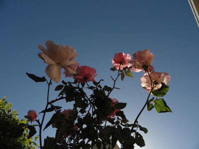 DSC03377.JPG